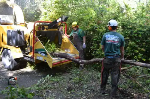 tree services Lake Los Angeles